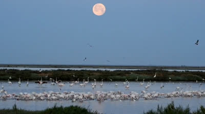 Flamencos en Doñana bajo la Súper Luna Azul