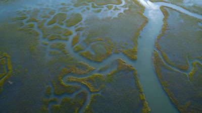 Delfin nariz de Botella