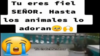 PERIQUITO, brasileño ALABANDO a DIOS, (salmos 150-6 todo lo que respire ALABE al ALTISIMO)