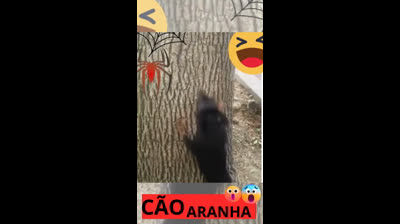 cão aranha